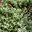 Alyssum montanum 'Mountain Gold'